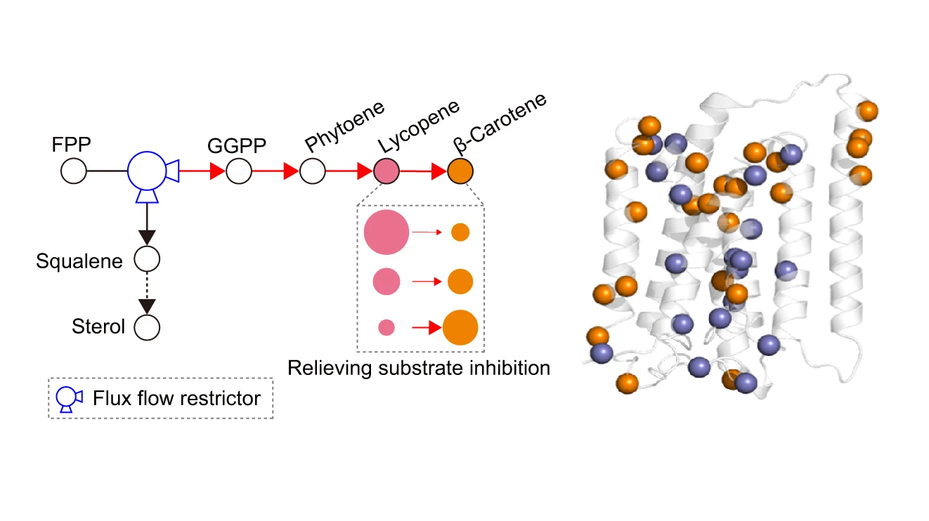 科學家構建出高效異源生物合成類胡蘿卜素細胞工廠