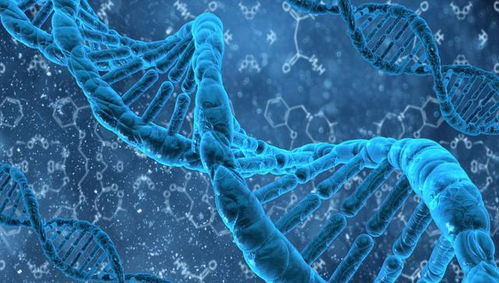 轉(zhuǎn)基因蚊子 科學(xué)探索與生態(tài)平衡的雙刃劍