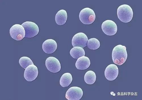 酵母 自然界中默默守護(hù)的微生物衛(wèi)士